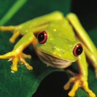 Une grenouille dans une salade chez Buffalo Grill