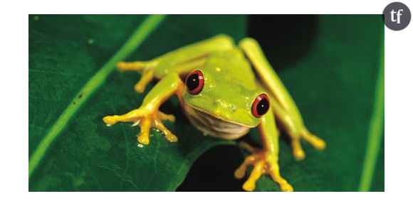 Une grenouille dans une salade chez Buffalo Grill