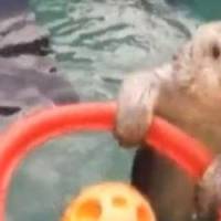 Eddie : la petite loutre championne de basket - Vidéo