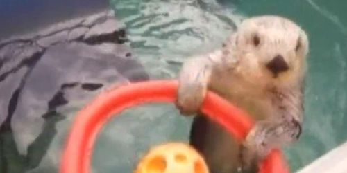 Eddie : la petite loutre championne de basket - Vidéo