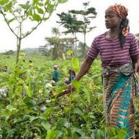 ONU : éduquer les femmes pour nourrir les enfants