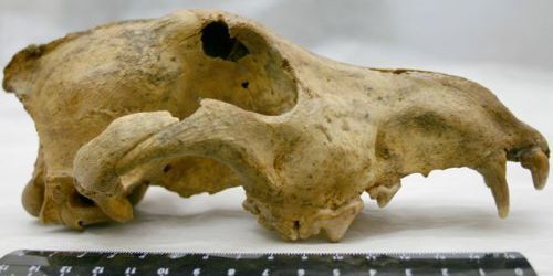 Découverte d’une dent de chien datant de 33.000 ans