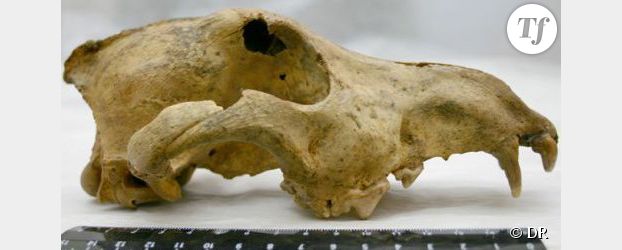 Découverte d’une dent de chien datant de 33.000 ans