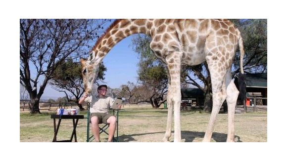 Buzz Actu : viande de girafe, cellule zombie et communication entre rats