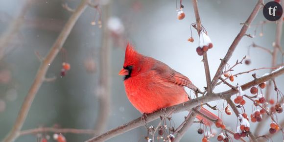 Des oiseaux primitifs avec quatre ailes proches des dinosaures