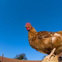 Le coq a une horloge interne pour pousser son Cocorico