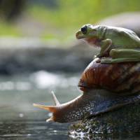 Buzz Actu : grenouilles amazoniennes, paris sur le cancer et indigestion