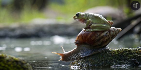 Buzz Actu : grenouilles amazoniennes, paris sur le cancer et indigestion