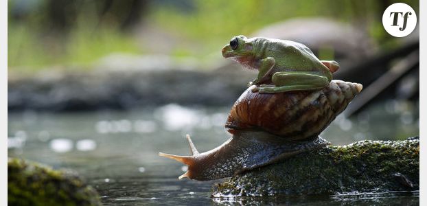 Buzz Actu : grenouilles amazoniennes, paris sur le cancer et indigestion