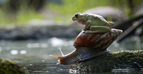 Espèces disparues : clonage d’une grenouille à la façon de Dolly