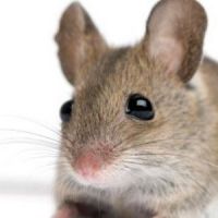 Panzani : une souris  dans un paquet de pâtes