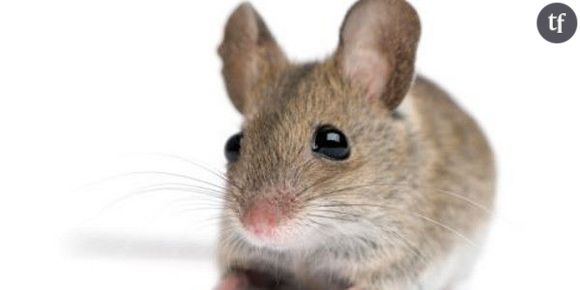 Panzani : une souris  dans un paquet de pâtes