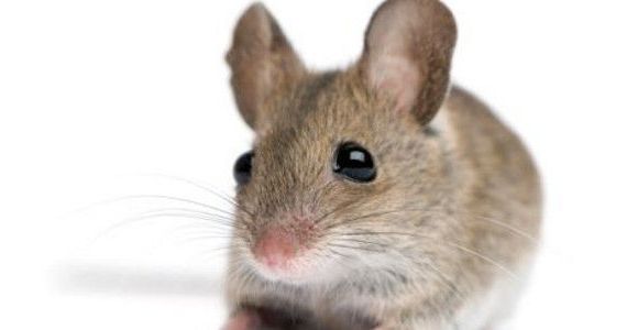 Panzani : une souris  dans un paquet de pâtes