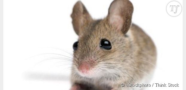 Panzani : une souris  dans un paquet de pâtes