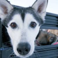 Un père tue et éventre  son chien pour récupérer le doigt de son fils