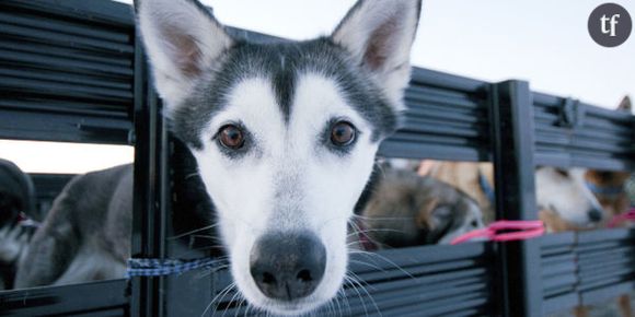 Un père tue et éventre  son chien pour récupérer le doigt de son fils