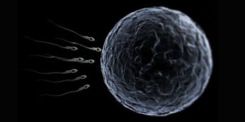 Découverte d'une nouvelle cause d’infertilité masculine