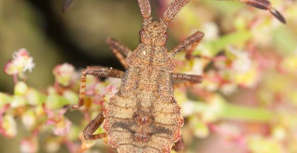 Punaises de lit : la solution est dans les feuilles de haricot