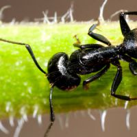 Les fourmis anticipent mieux les tremblements de terre que les sismologues