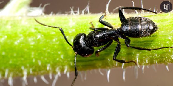 Les fourmis anticipent mieux les tremblements de terre que les sismologues