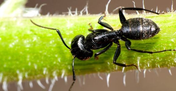 Les fourmis anticipent mieux les tremblements de terre que les sismologues