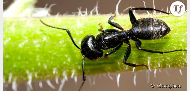 Les fourmis anticipent mieux les tremblements de terre que les sismologues