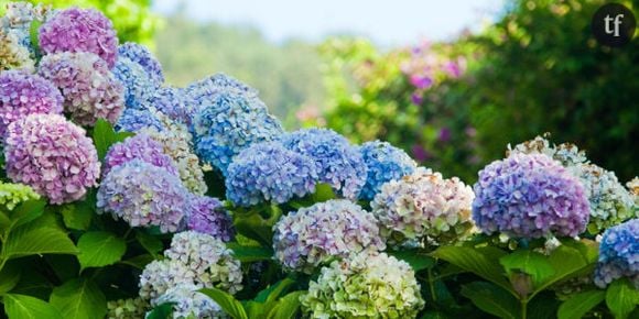 Drogue : le joint à l'hortensia fait fureur en Bavière