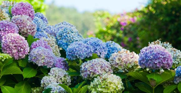 Drogue : le joint à l'hortensia fait fureur en Bavière