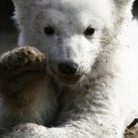 Knut: l’ours polaire serait mort d’une épilepsie