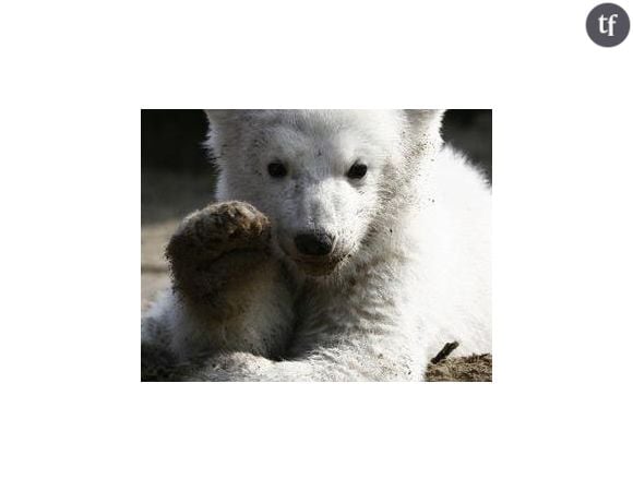 Knut: l’ours polaire serait mort d’une épilepsie