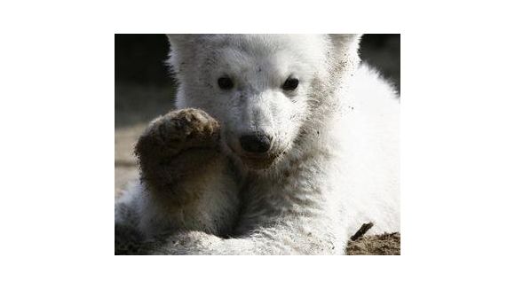 Knut: l’ours polaire serait mort d’une épilepsie