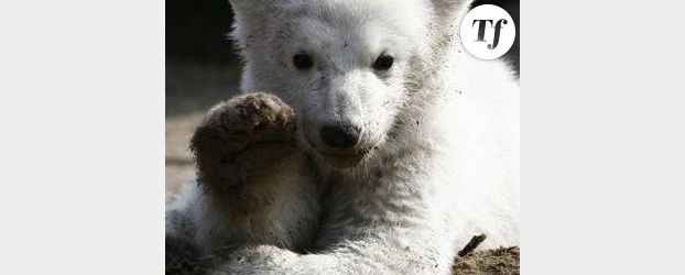 Knut: l’ours polaire serait mort d’une épilepsie