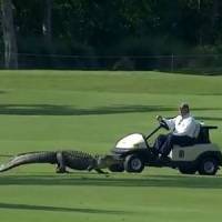 Un alligator se promène sur un green de golf - Vidéo