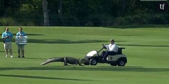 Un alligator se promène sur un green de golf - Vidéo