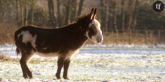 18ème fête de l’âne dans la commune de Farnay en 2013