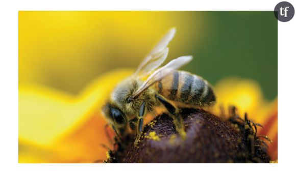 Trois insecticides mortels pour les abeilles interdits au sein de l’UE