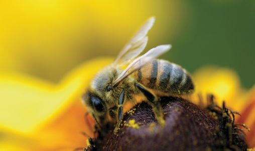 Trois insecticides mortels pour les abeilles interdits au sein de l’UE