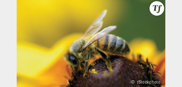 Trois insecticides mortels pour les abeilles interdits au sein de l’UE