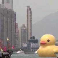 Un canard géant en plastique dans le port de Hong Kong - Vidéo