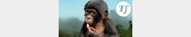 Bonobos : des singes trop humains, stars de cinéma