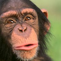 Management : le singe meilleur manager que l'homme ?