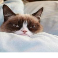 Le Grumpy Cat bientôt dans un film