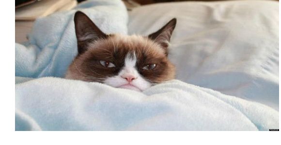 Le Grumpy Cat bientôt dans un film