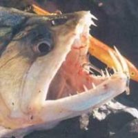 Poisson d'avril: origines, légendes et célébrations