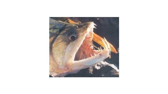 Poisson d'avril: origines, légendes et célébrations