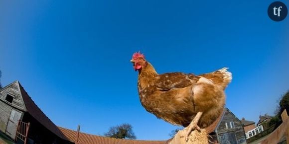 Le coq perd son pénis pour mieux copuler avec la poule