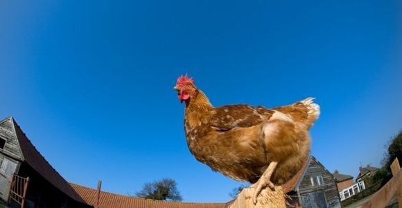Le coq perd son pénis pour mieux copuler avec la poule