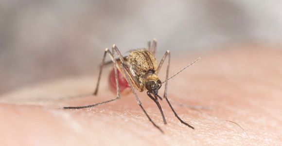 Une carte en ligne pour savoir où sont les moustiques en France