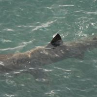 Une invasion de requins en Bretagne