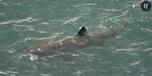 Une invasion de requins en Bretagne